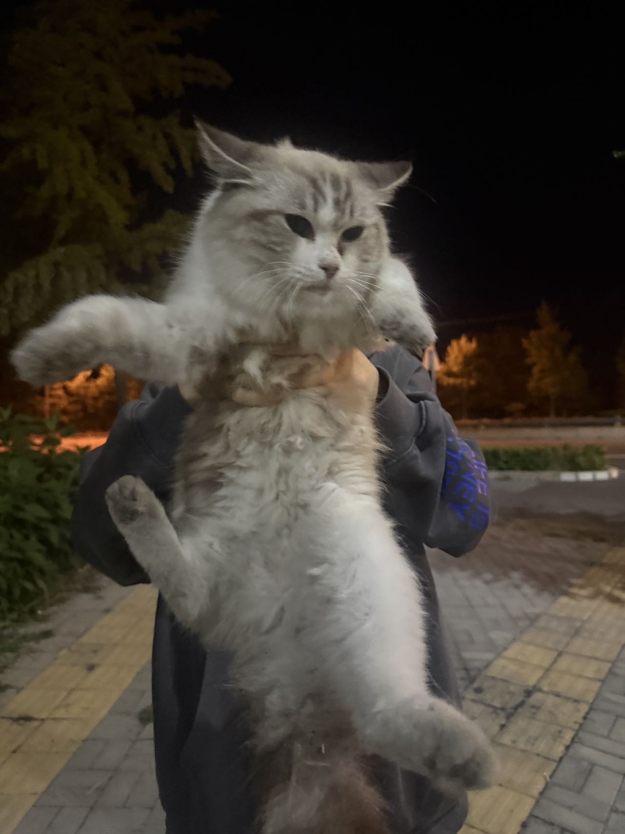 寻主 · 猫·布偶 急寻主人