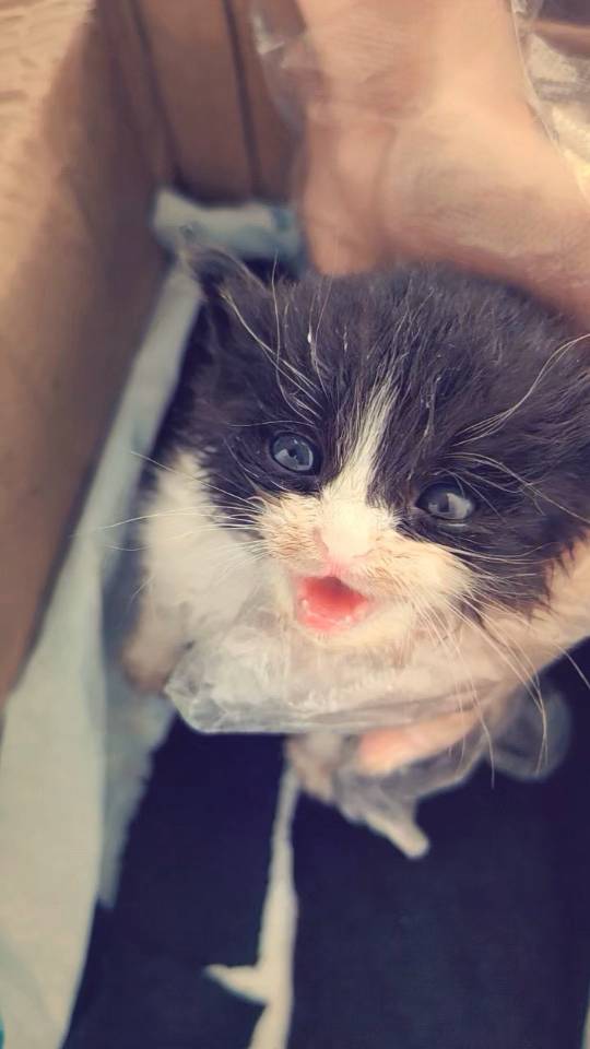 汪星球 · 奶牛猫「没取」找领养