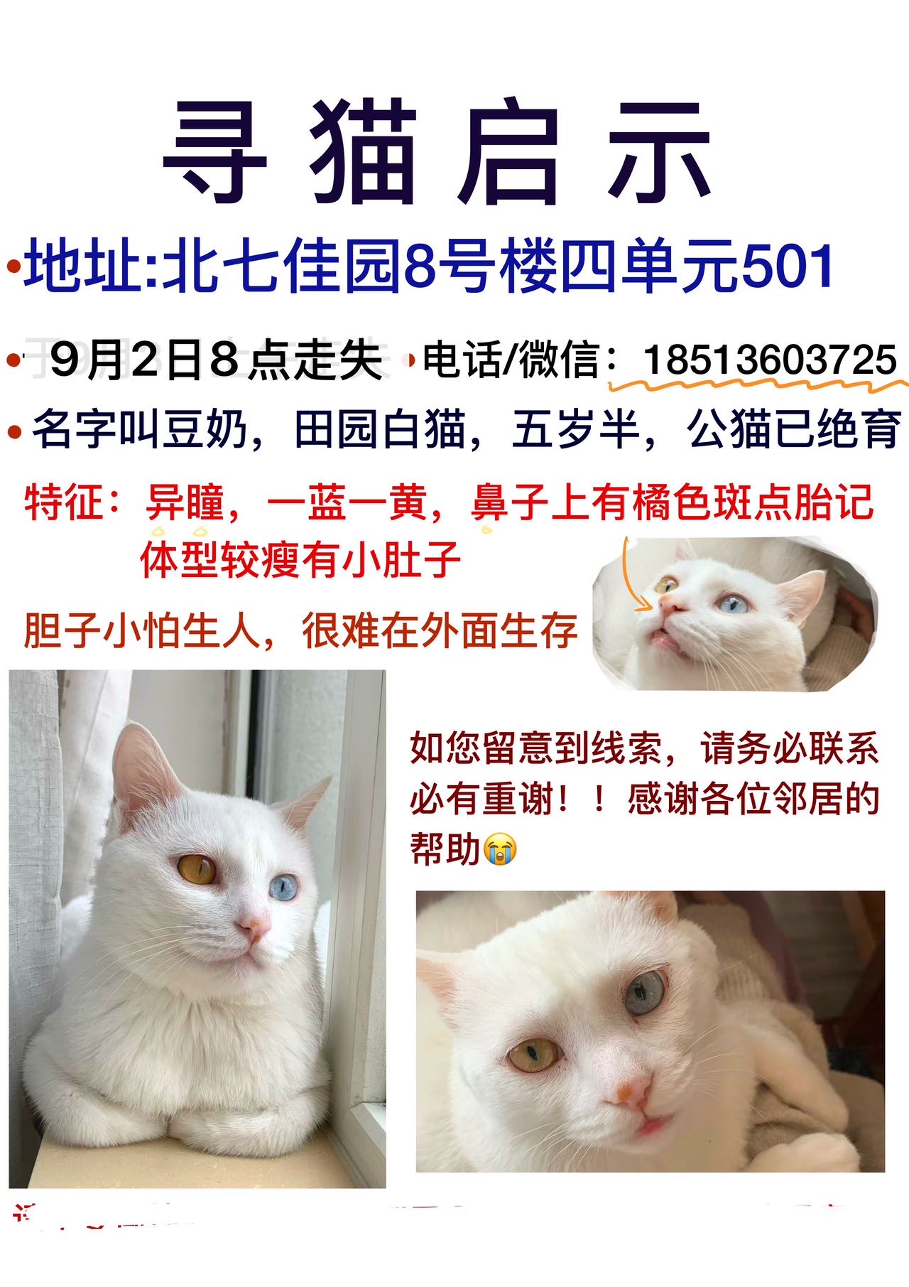 寻宠 · 猫·田园猫「豆奶」