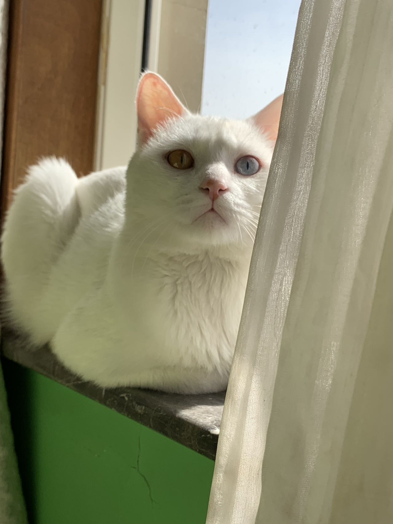 寻宠 · 猫·田园猫「豆奶」