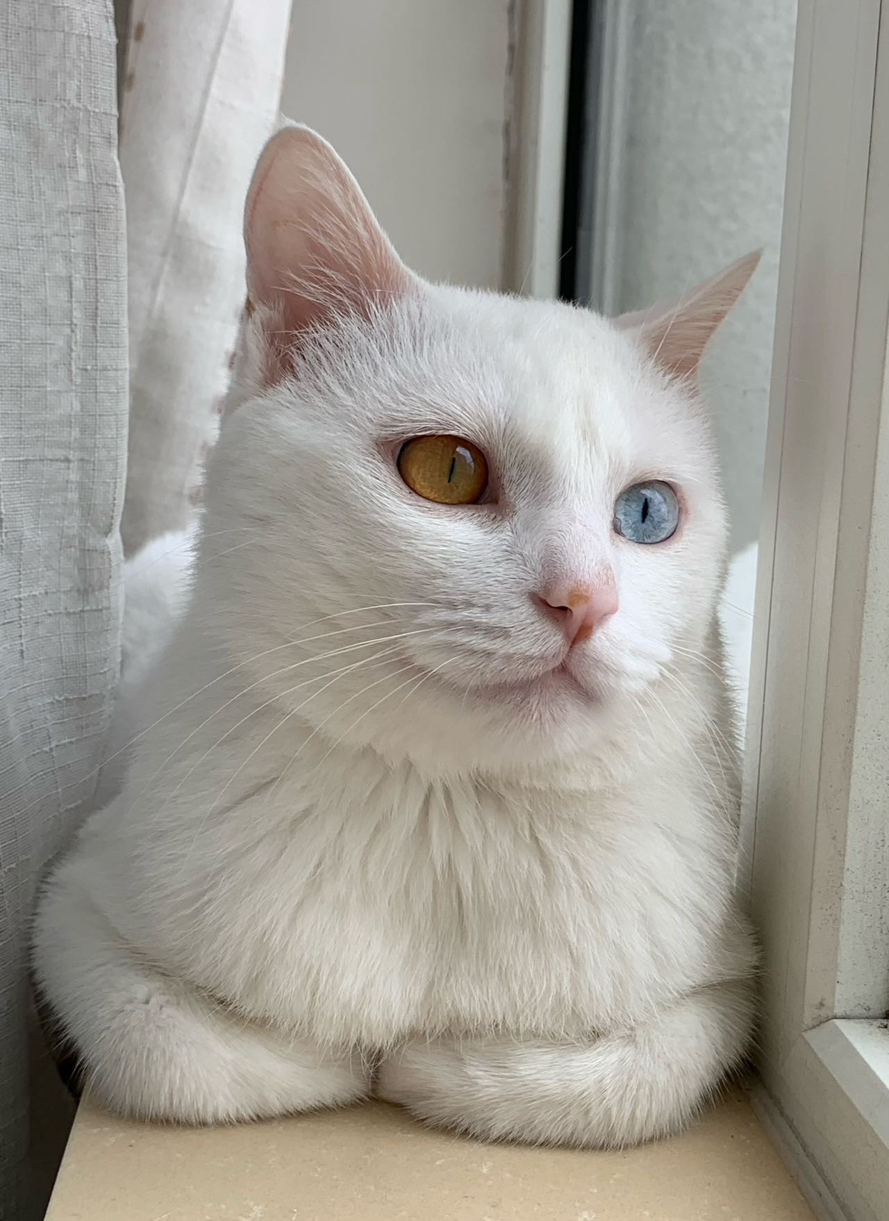 寻宠 · 猫·田园猫「豆奶」