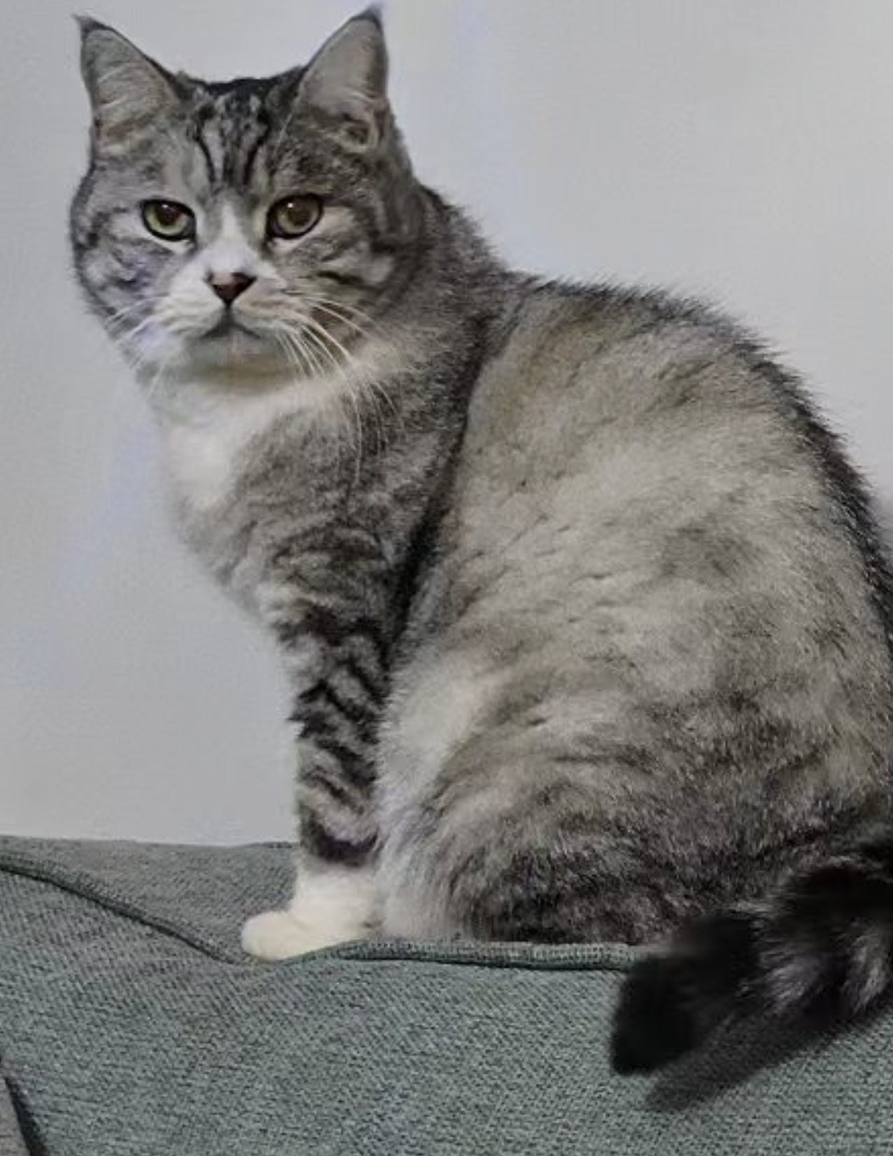 寻宠 · 猫·英短串串「阿泰」