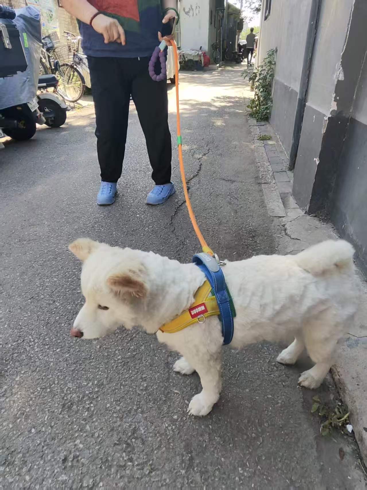 寻宠 · 狗·白色柴犬「皮皮」