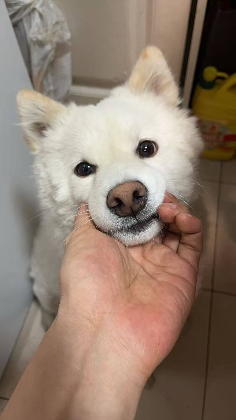 寻宠 · 狗·白色柴犬「皮皮」
