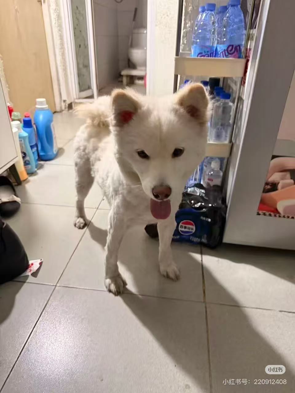 寻宠 · 狗·白色柴犬「皮皮」