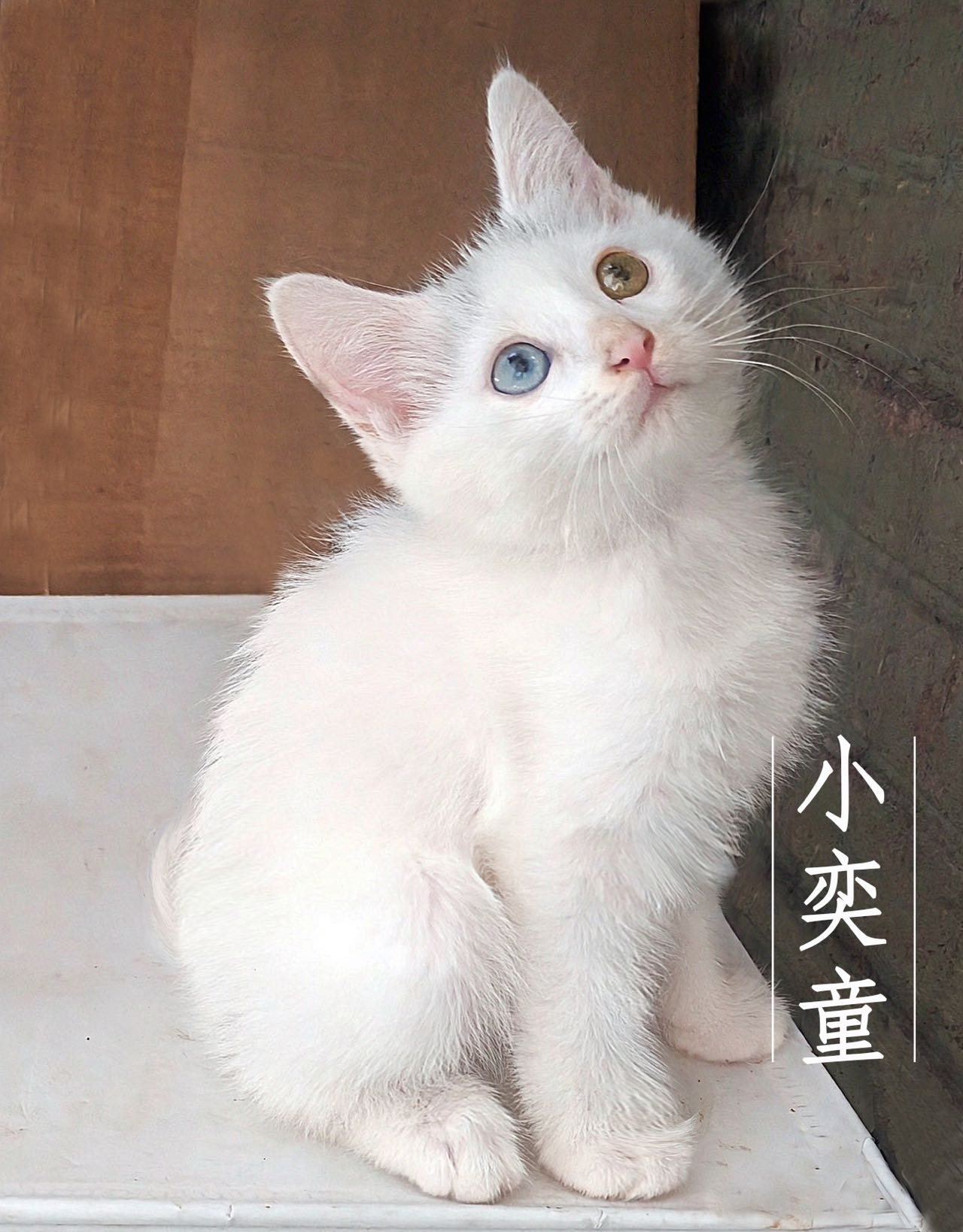 喵星球 · 田园猫「小奕童」找领养