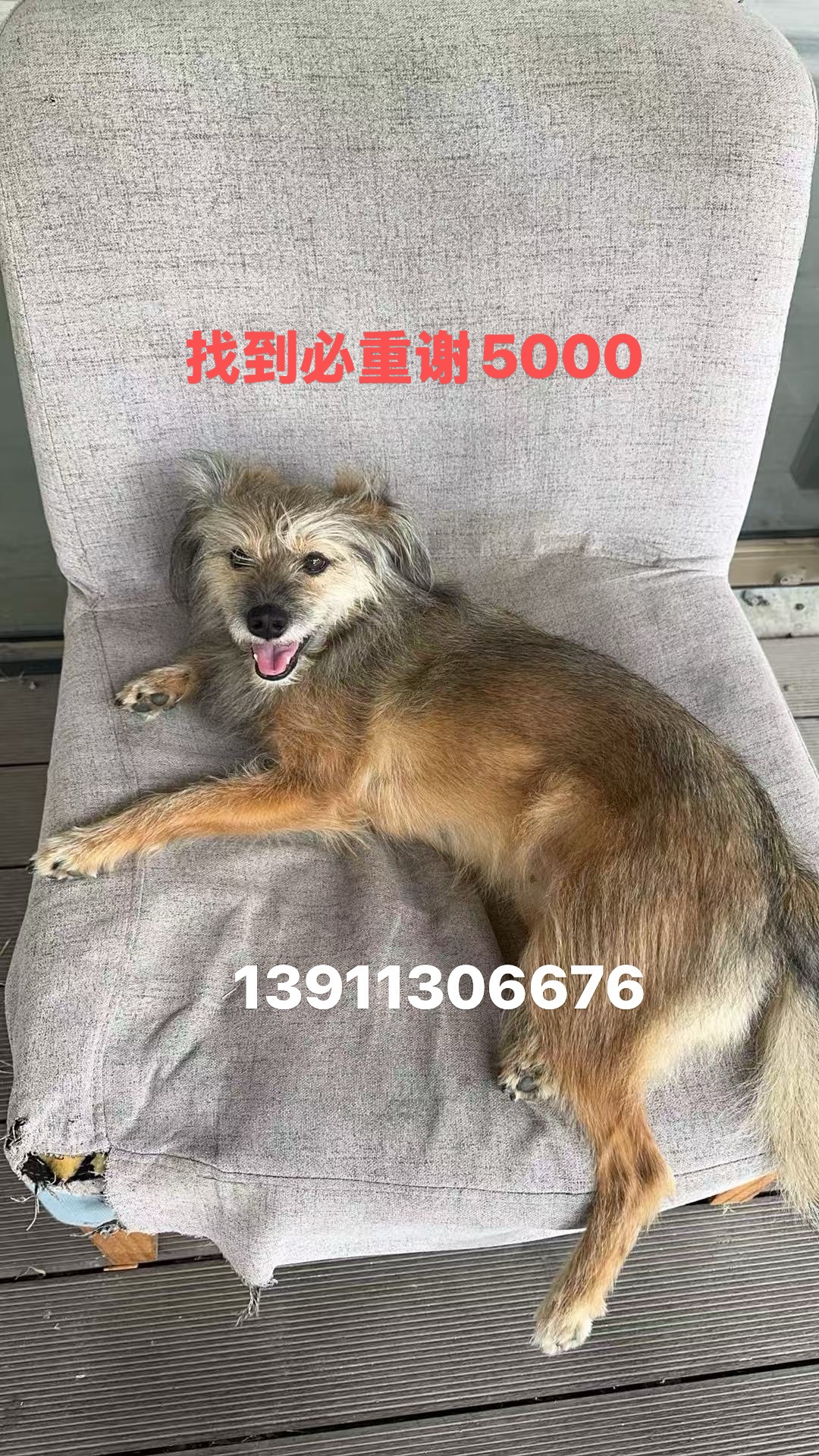 寻宠 · 狗·中华田园「老二」
