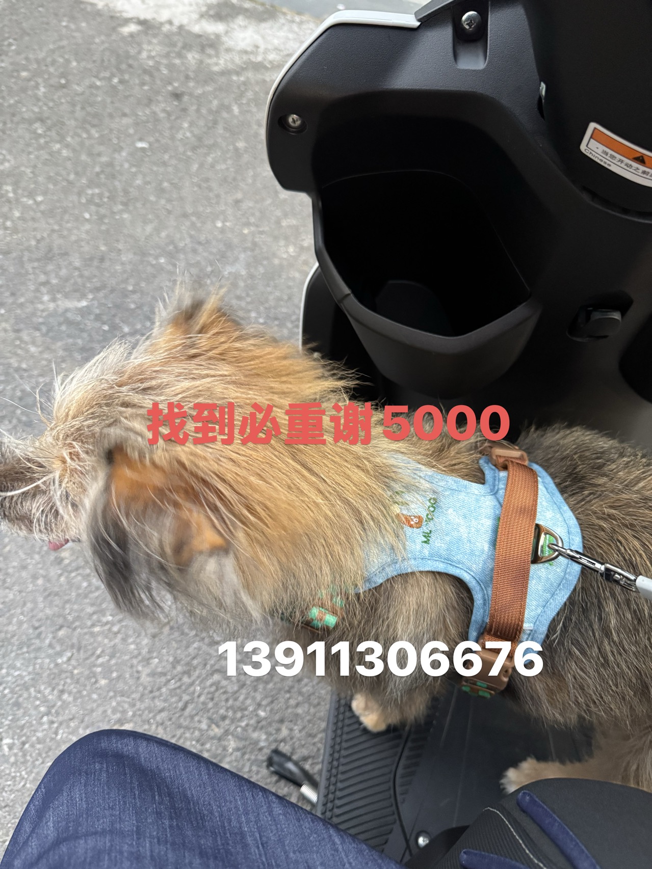 寻宠 · 狗·中华田园「老二」