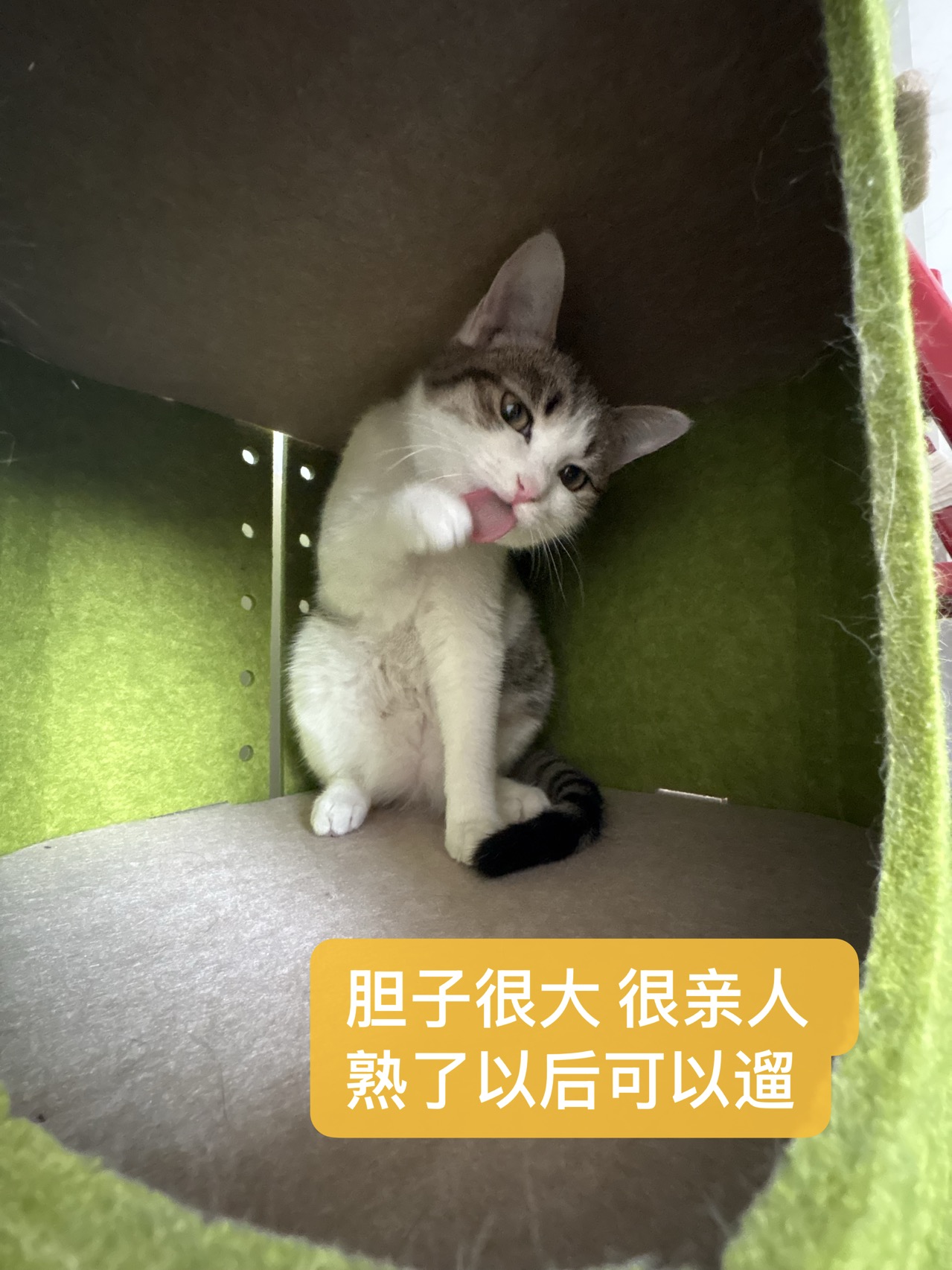 喵星球 · 狸花猫「baly」找领养