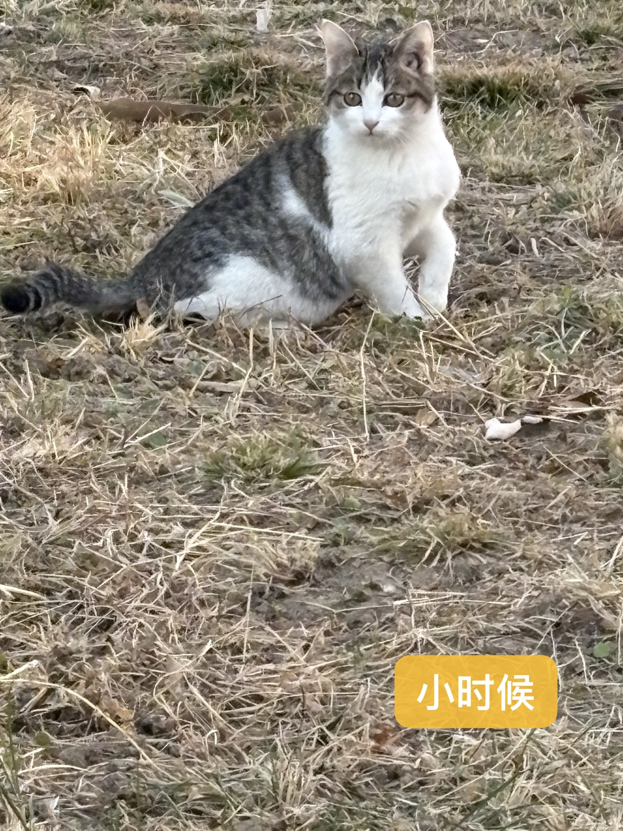 喵星球 · 狸花猫「baly」找领养