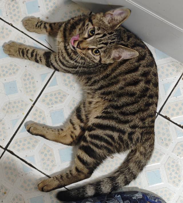 寻主 · 猫·狸花猫 急寻主人