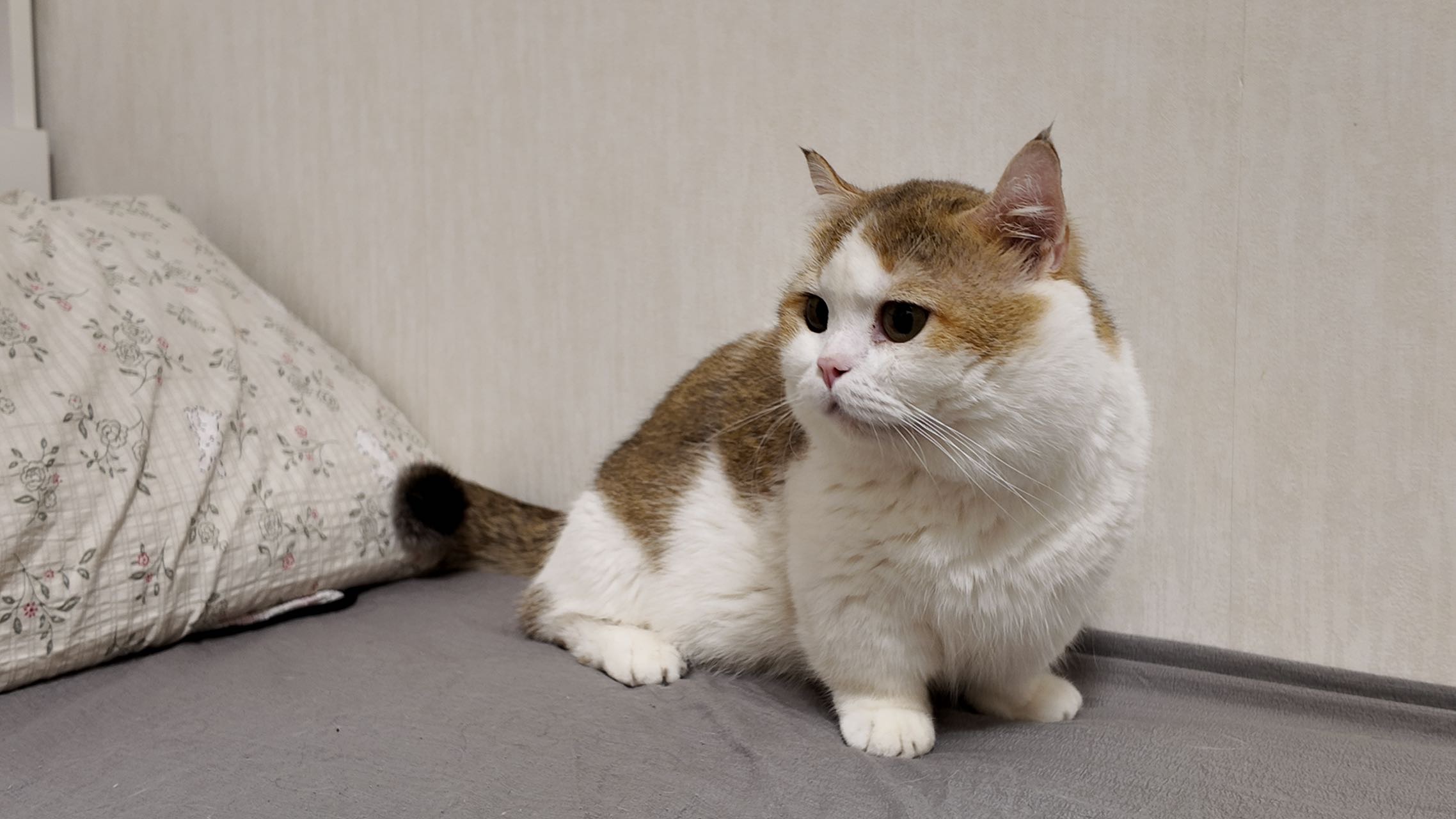 汪星球 · 矮脚猫咪「…」找领养