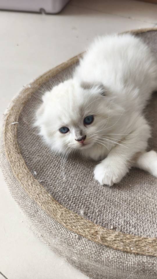 喵星球 · 布偶猫「还没起名字哦，领养家长给起吧」找领养