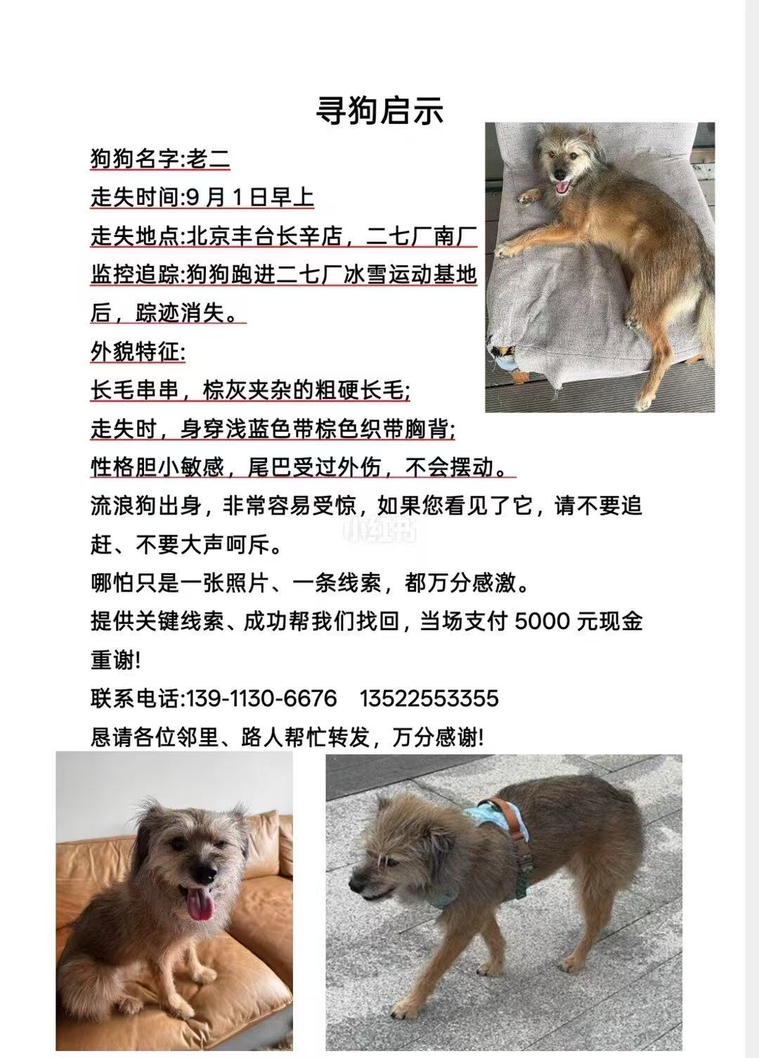 寻宠 · 狗·中华田园串串「老二」
