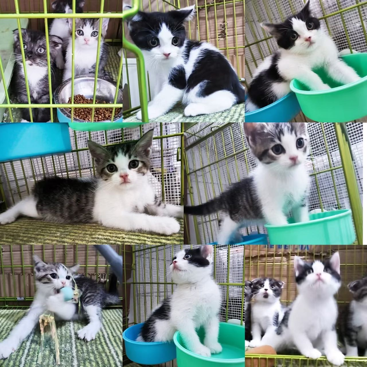 喵星球 · 奶猫「暂无」找领养