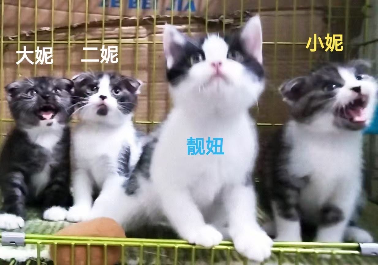 喵星球 · 奶猫「暂无」找领养