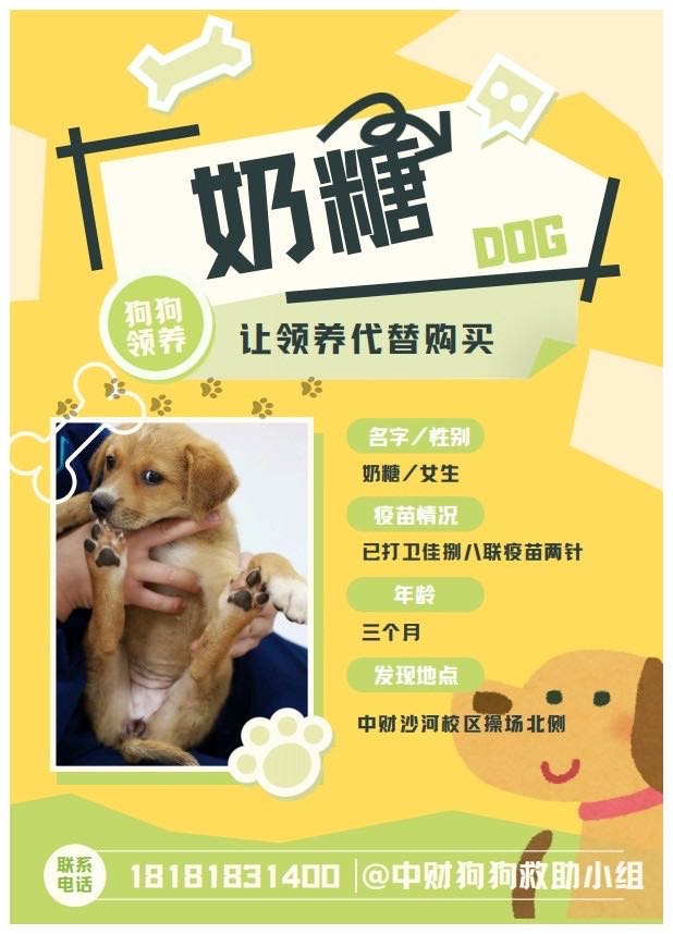 汪星球 · 中华田园犬「三只小狗崽」找领养
