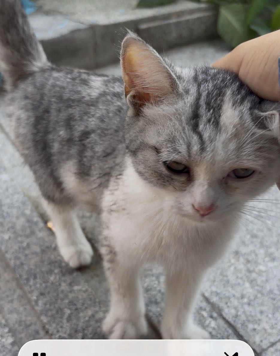 喵星球 · 田园猫「喵」找领养