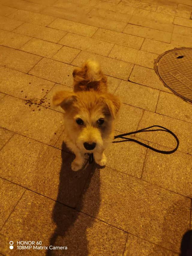 寻主 · 狗 急寻主人