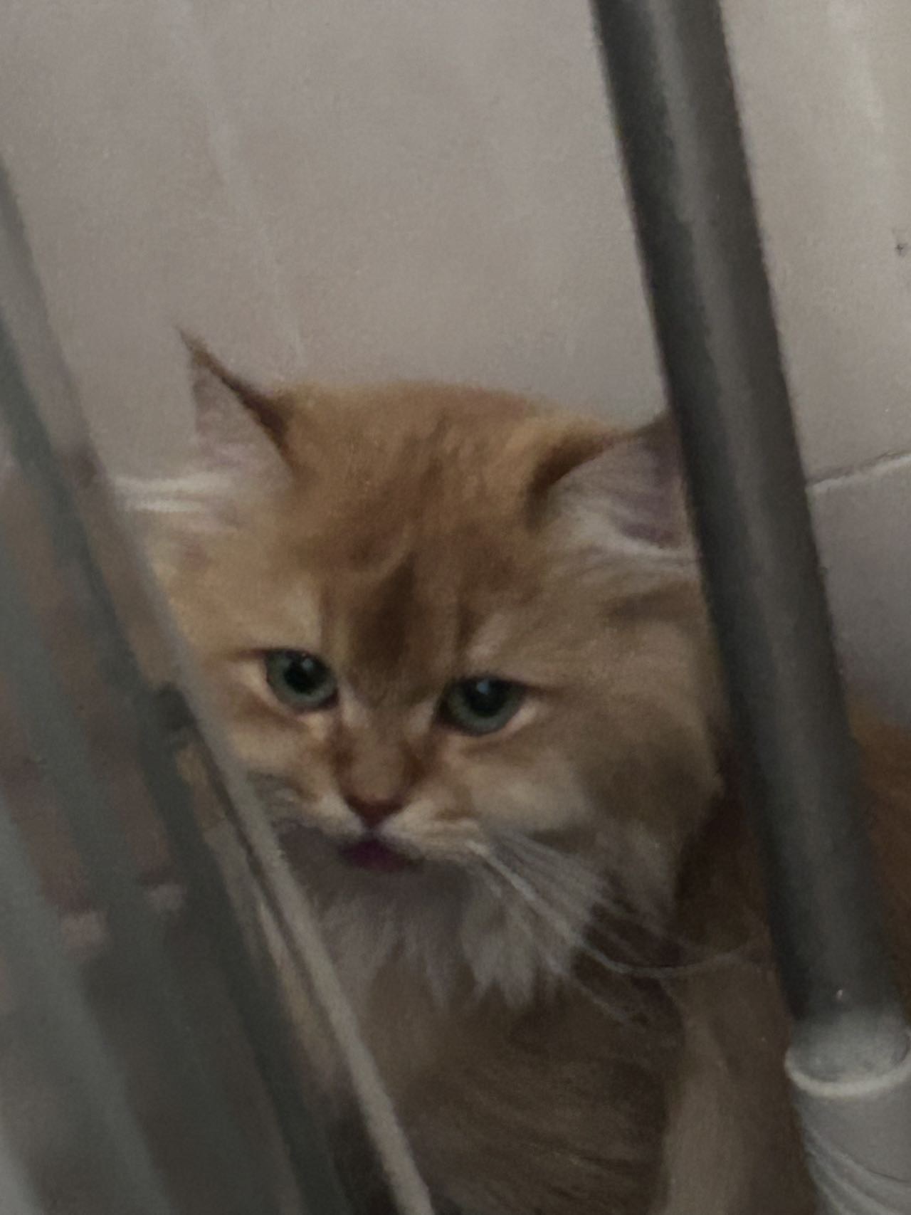 寻主 · 猫·长毛金渐层 急寻主人