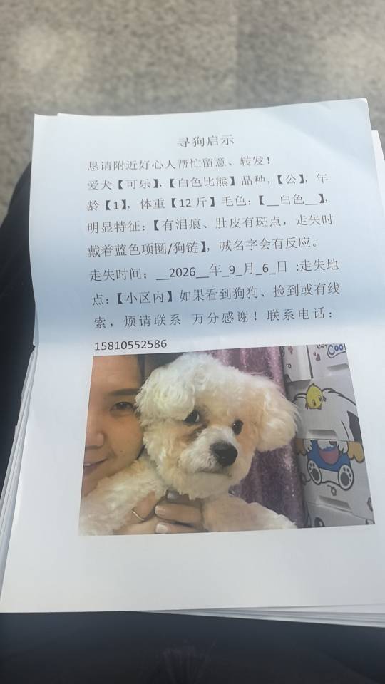寻宠 · 狗·比熊「可乐」