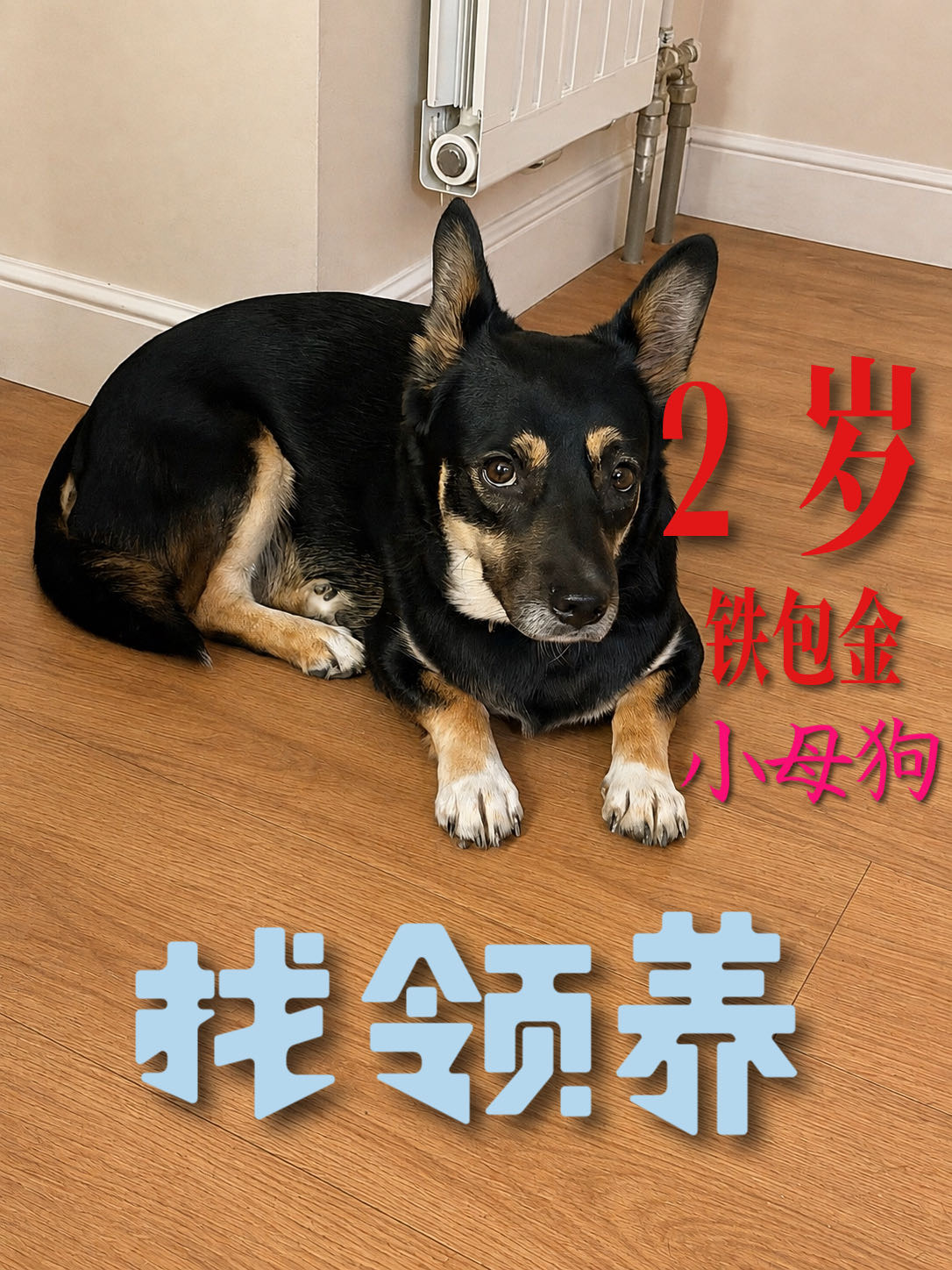 汪星球 · 中华田园犬「努尔」找领养