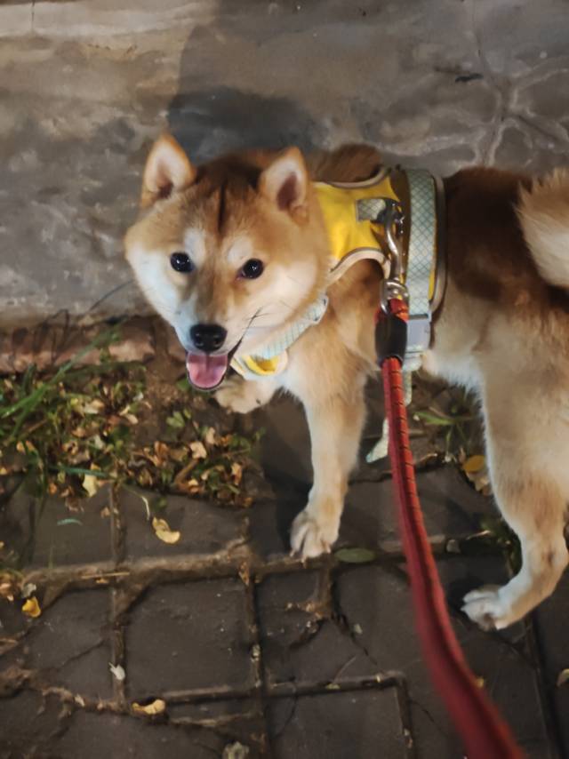 寻主 · 狗·豆柴 急寻主人
