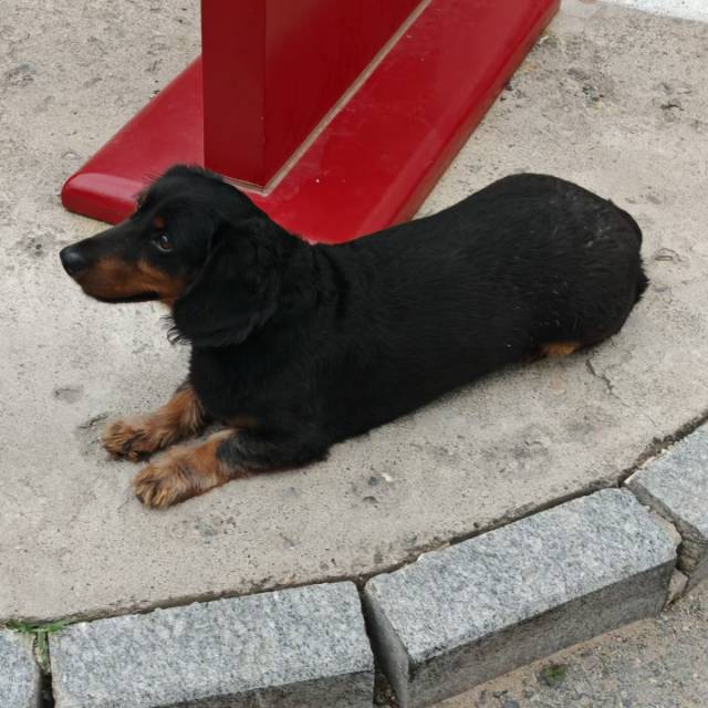 寻主 · 狗·腊肠狗 急寻主人