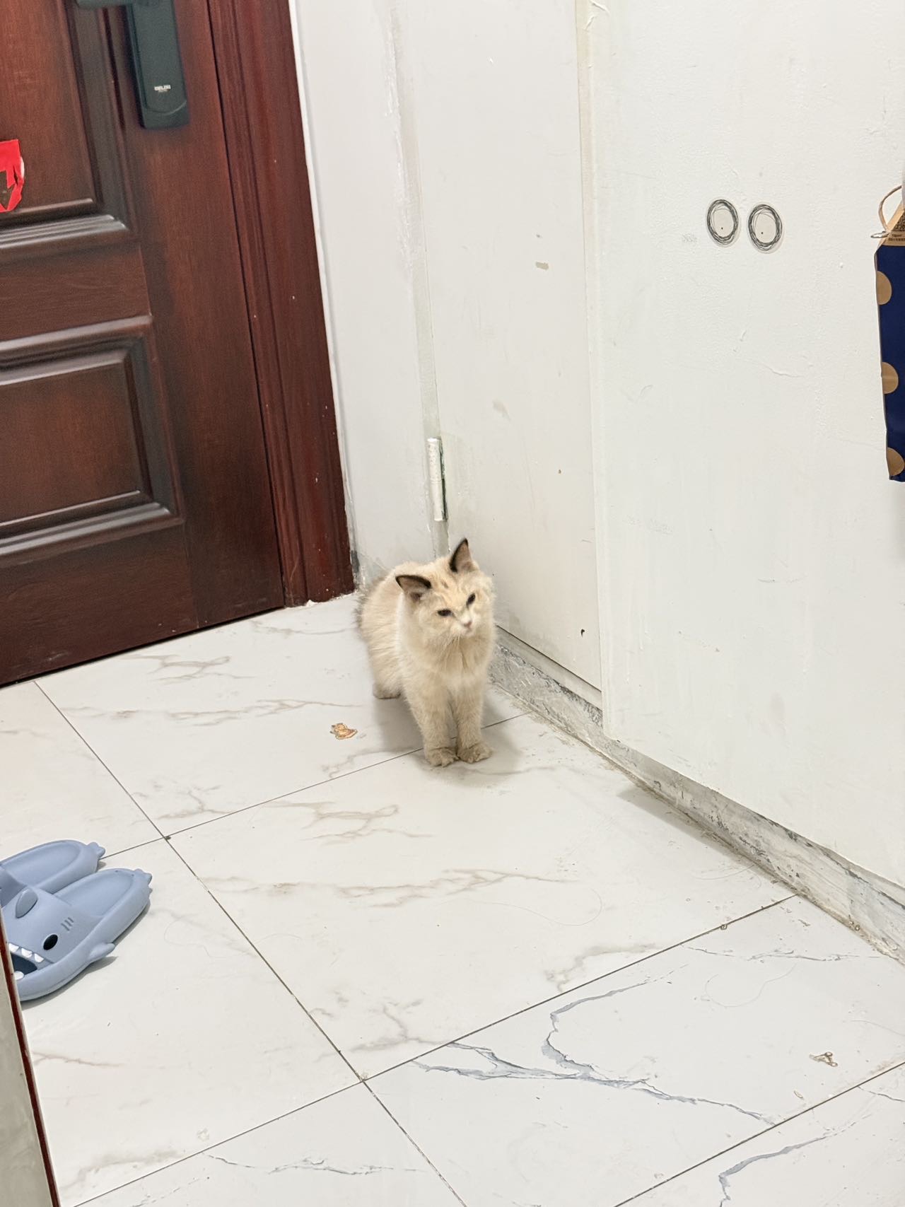 喵星球 · 布偶猫「咪咪」找领养
