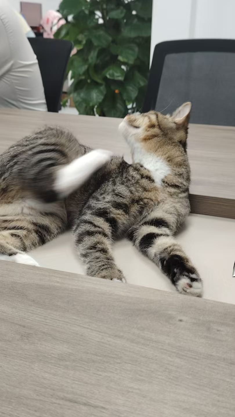 汪星球 · 狸花猫「小黑 领养后可以起一个好听的名字」找领养