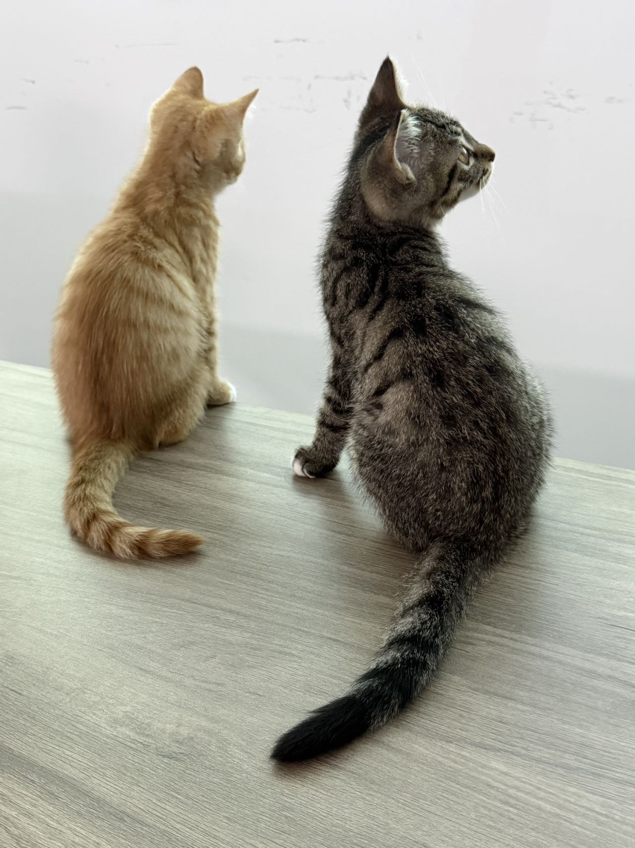 汪星球 · 狸花猫「小黑 领养后可以起一个好听的名字」找领养