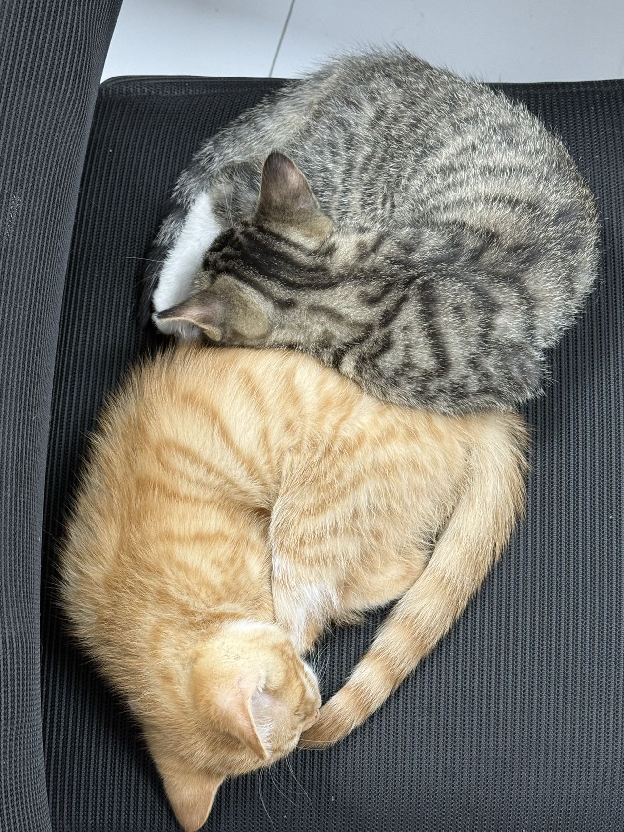 汪星球 · 狸花猫「小黑 领养后可以起一个好听的名字」找领养