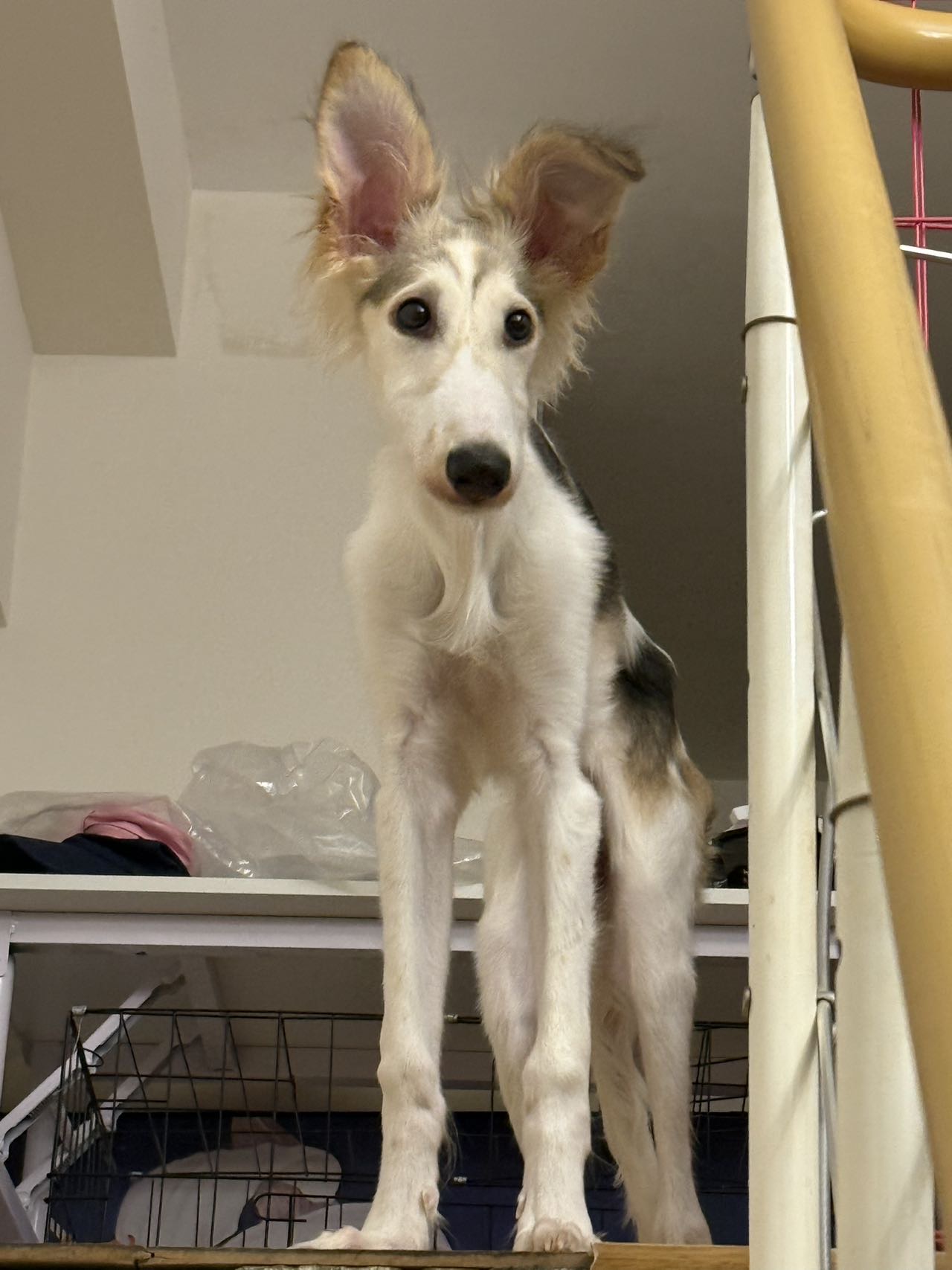 汪星球 · 俄罗斯猎狼犬「咖呀」找领养