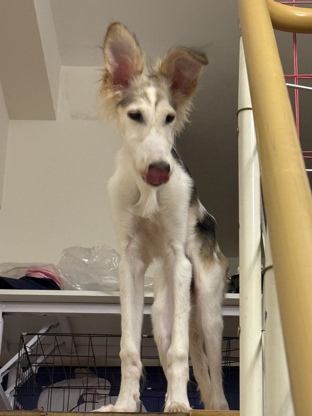 汪星球 · 俄罗斯猎狼犬「咖呀」找领养