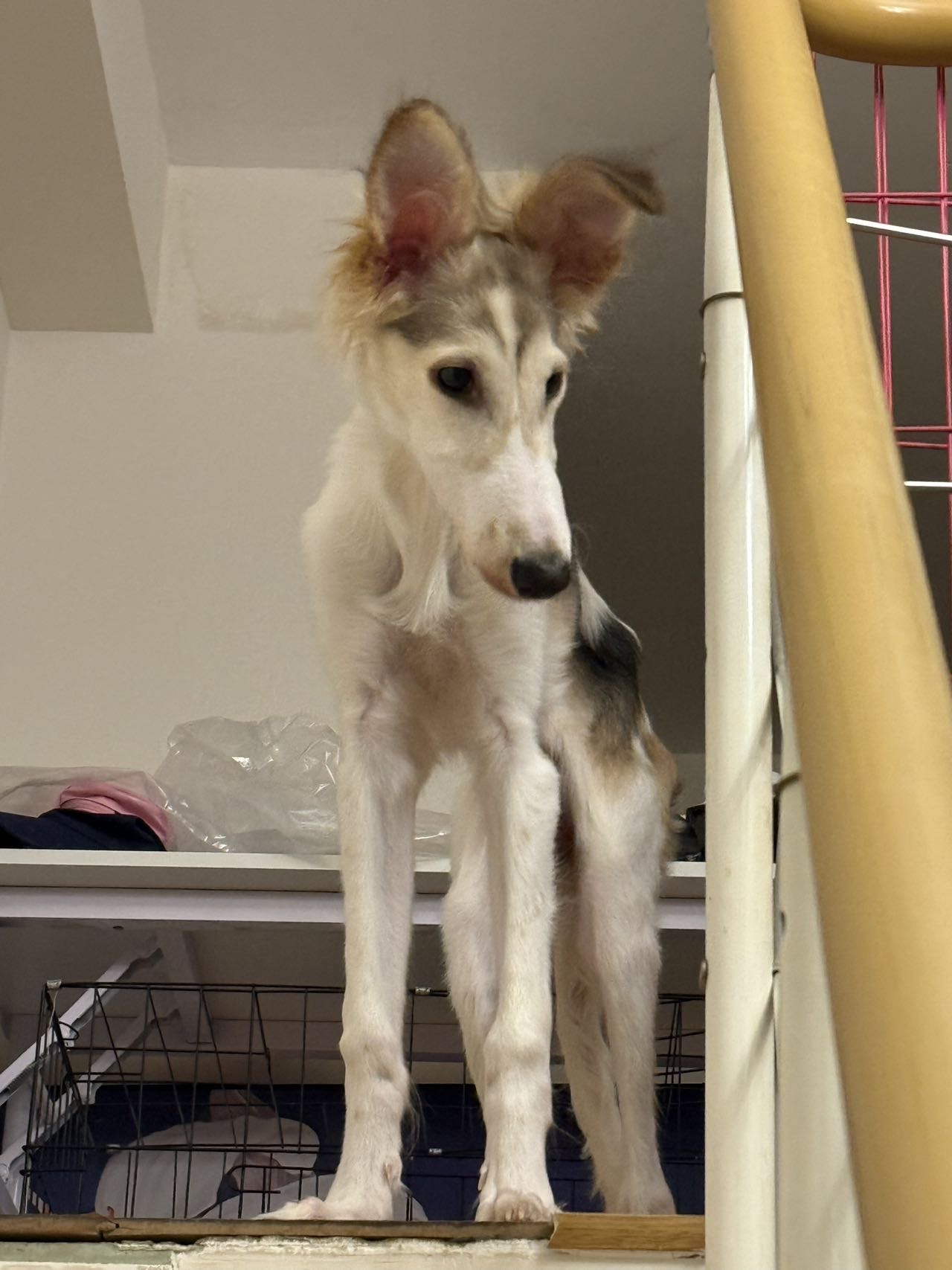 汪星球 · 俄罗斯猎狼犬「咖呀」找领养