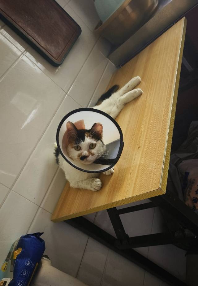 喵星球 · 麒麟尾三花猫「小琪琪」找领养