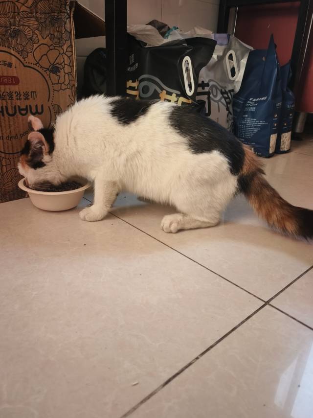 喵星球 · 麒麟尾三花猫「小琪琪」找领养