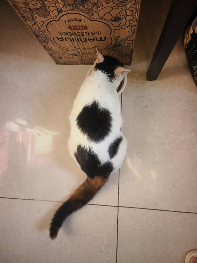 喵星球 · 麒麟尾三花猫「小琪琪」找领养