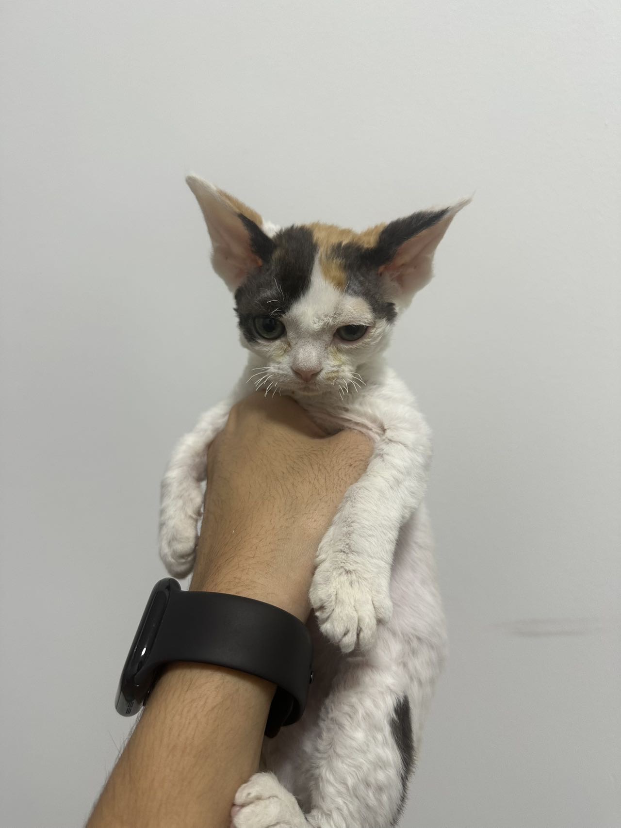 喵星球 · 德文猫「希希」找领养
