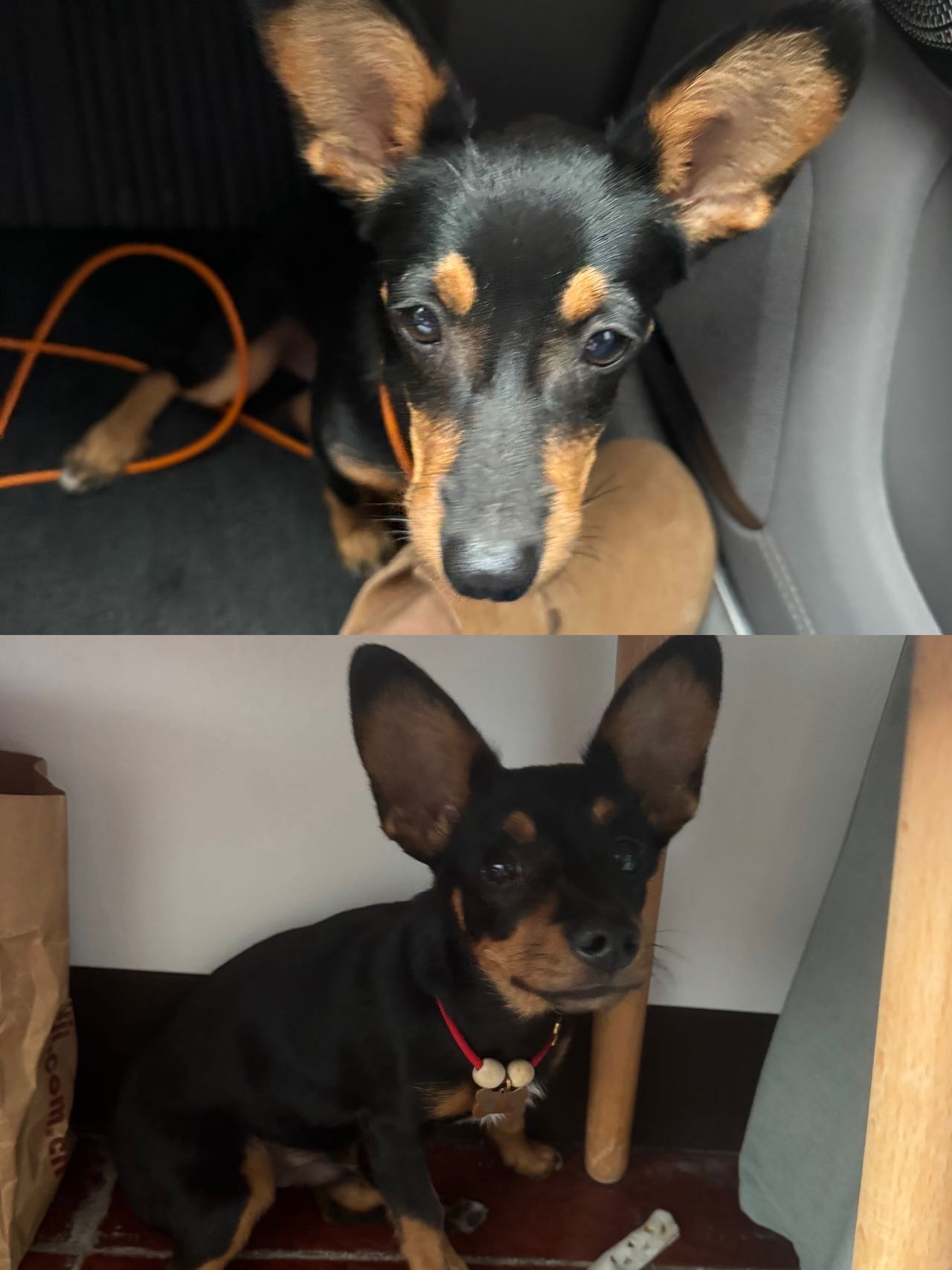寻宠 · 狗·小鹿犬串「老板」