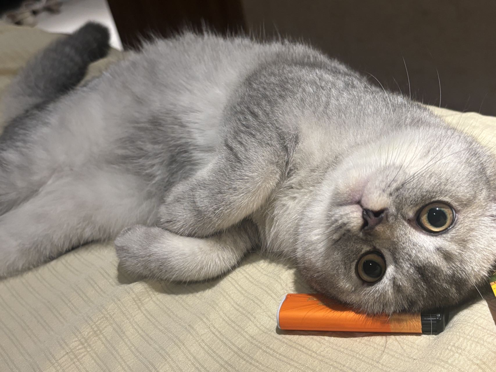寻宠 · 猫·蓝金渐层「咕噜」