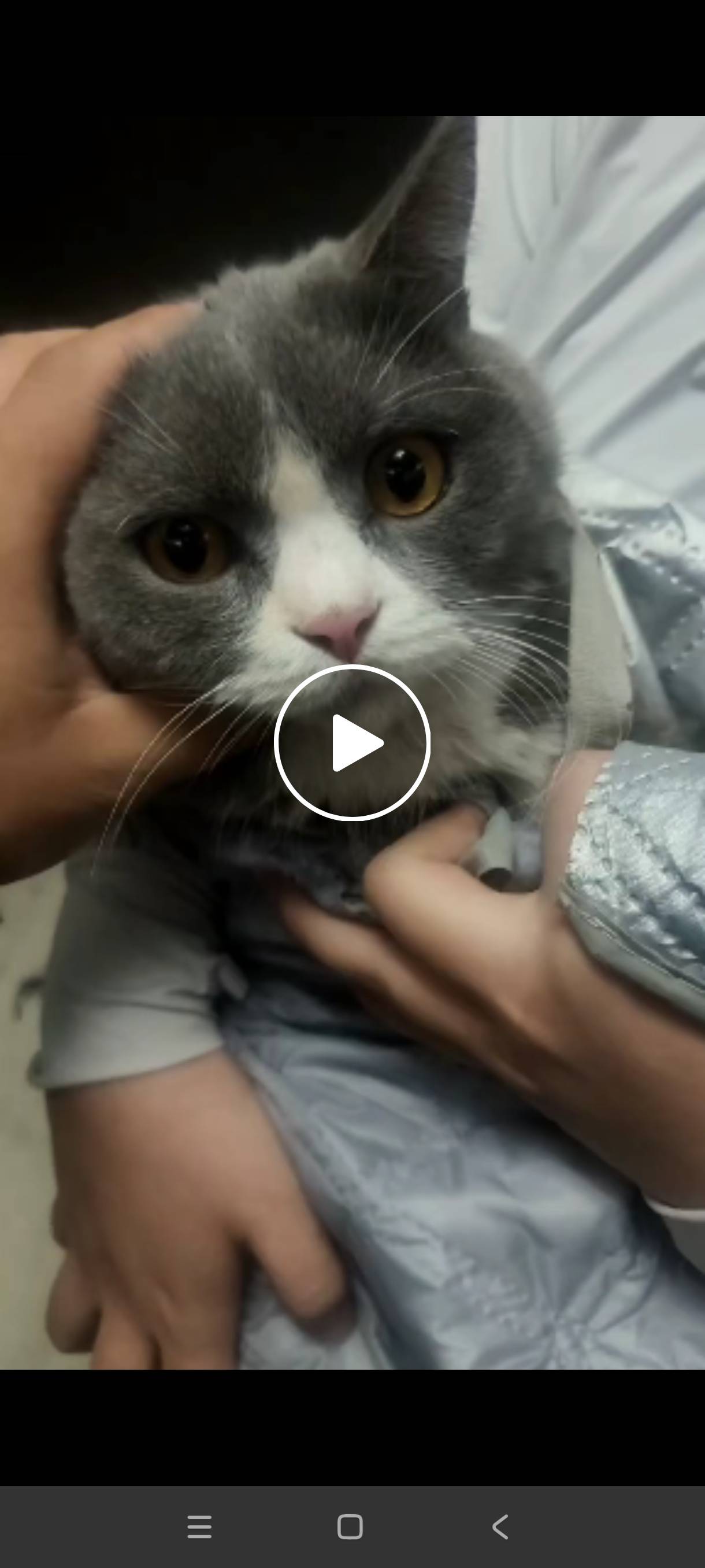 寻主 · 猫·英短蓝白 急寻主人