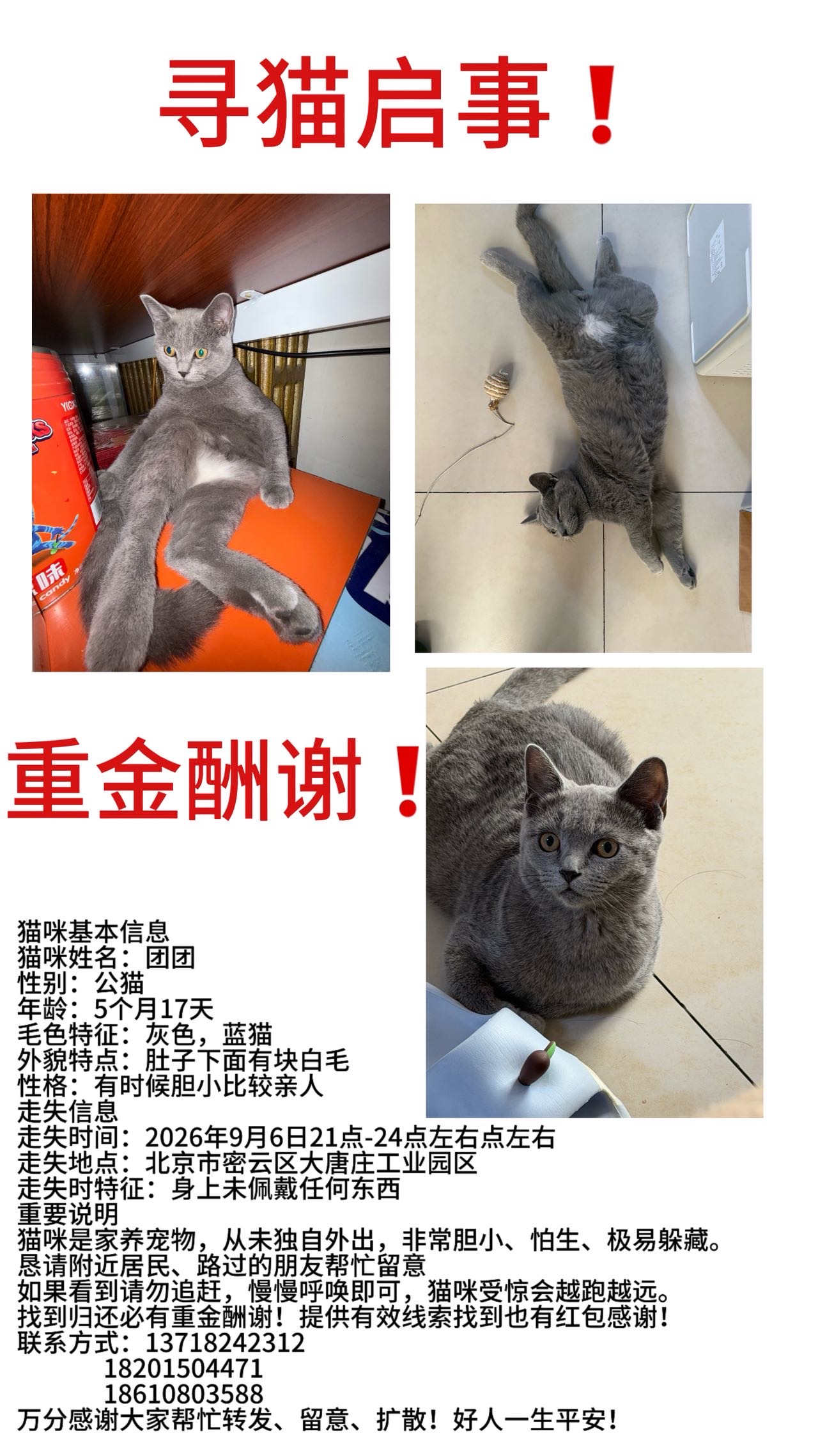 寻宠 · 猫·蓝猫「团团」