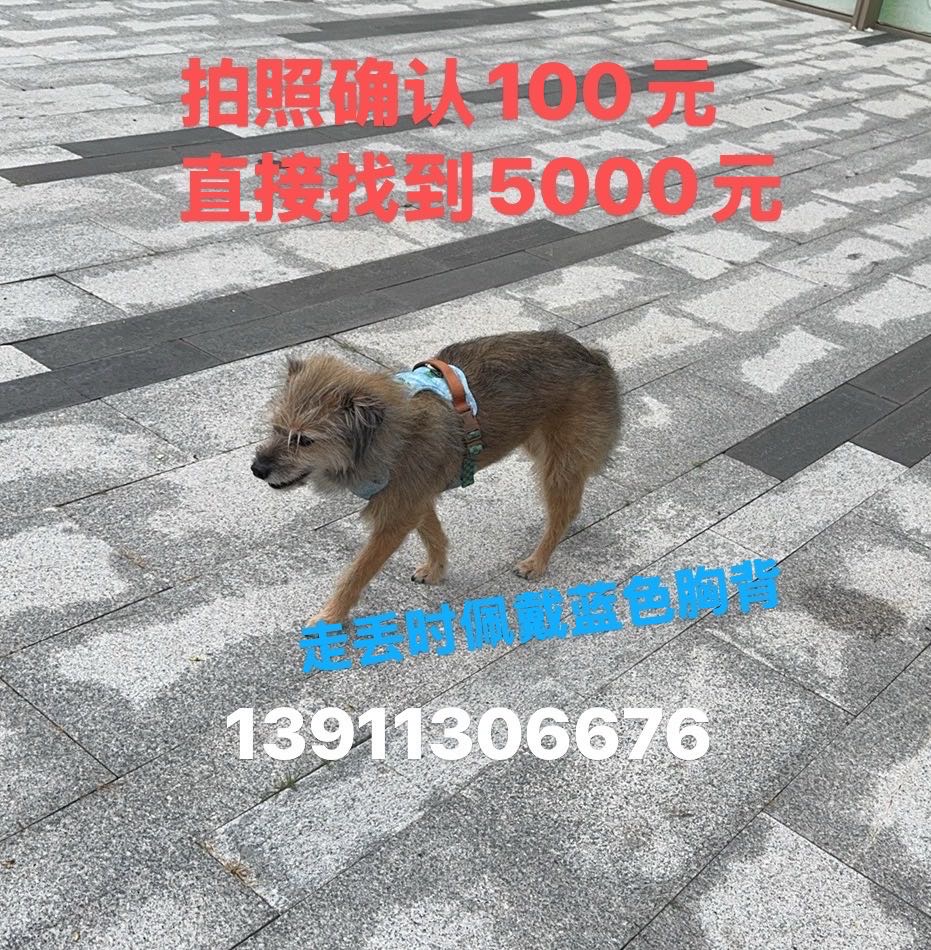 寻宠 · 狗·田园串串「老二」