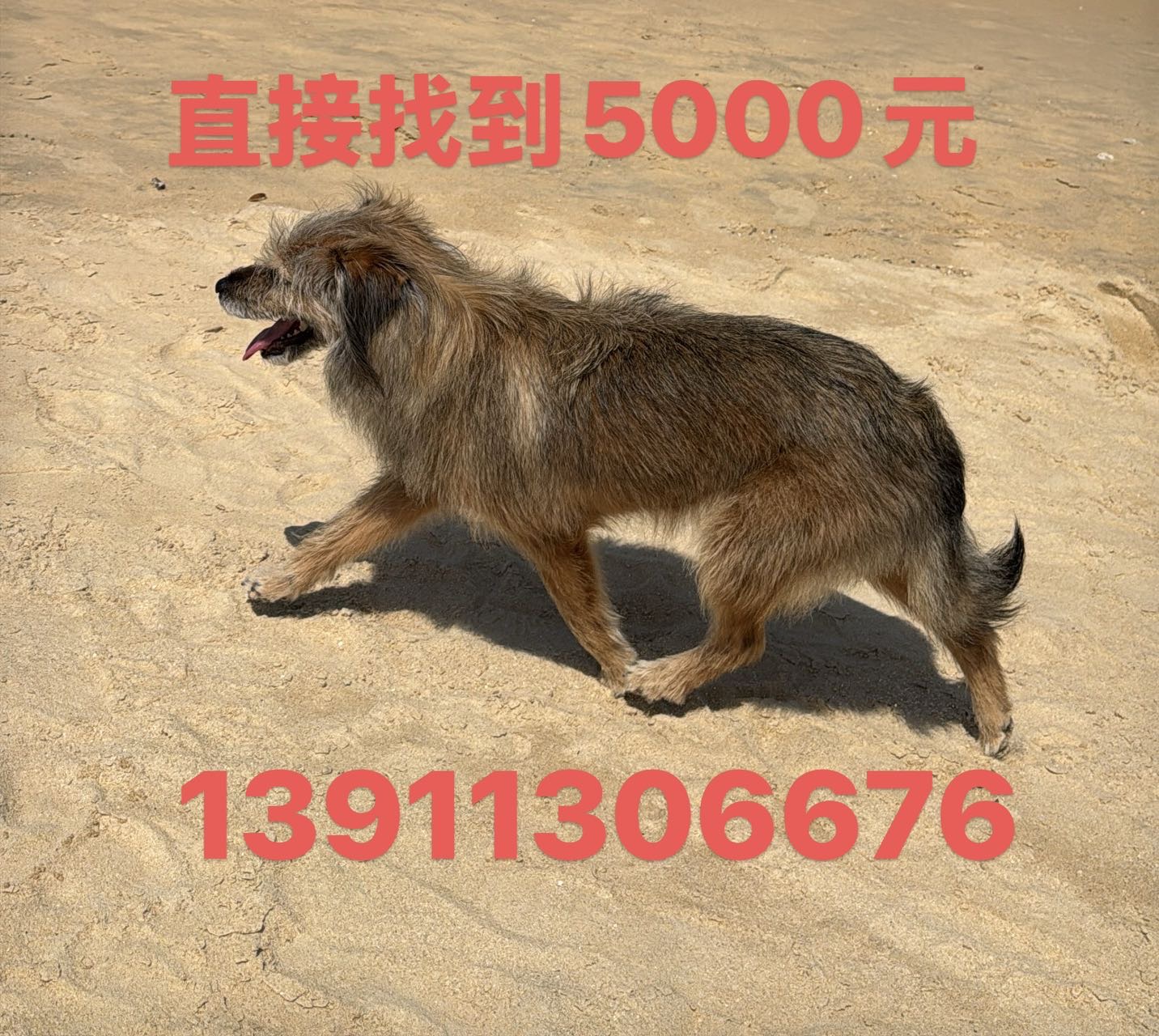 寻宠 · 狗·田园串串「老二」