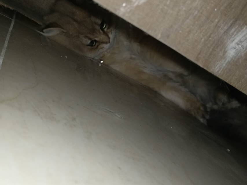 寻主 · 猫·短腿金渐层 急寻主人
