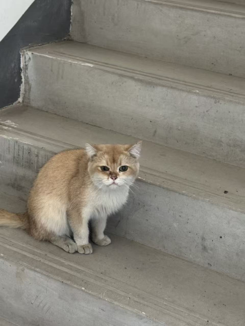 寻主 · 猫·金渐层 急寻主人