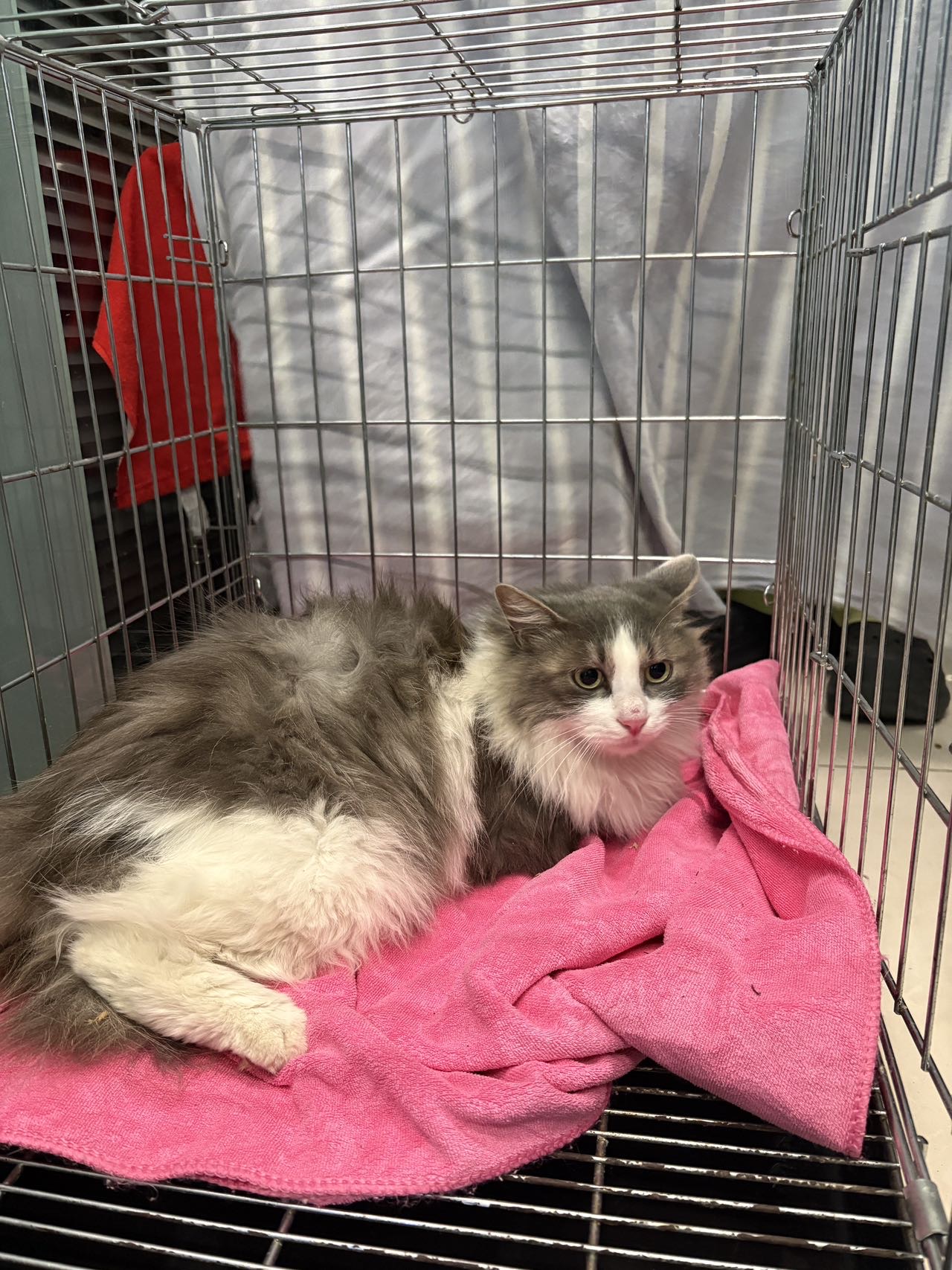 寻主 · 猫·类似布偶 急寻主人