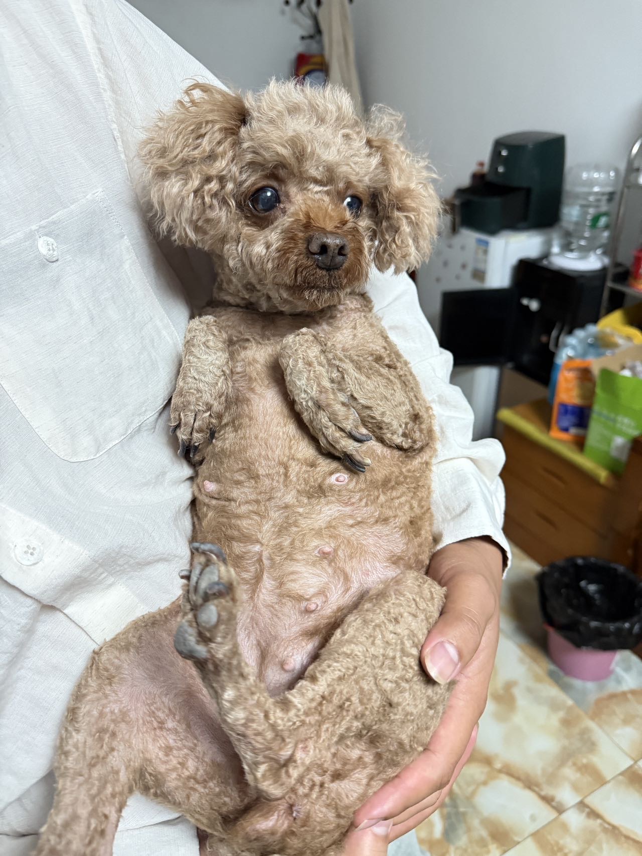 寻主 · 狗·泰迪 急寻主人