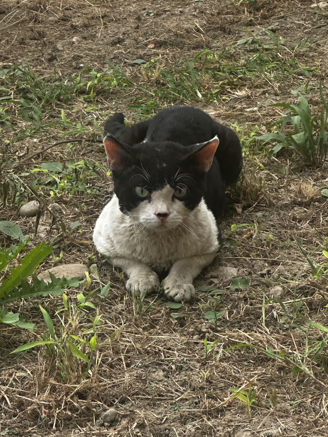 寻主 · 猫·德文 急寻主人